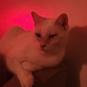 Meet your Posher, Nicholas